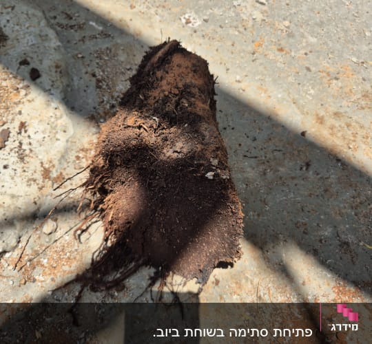 גזע עץ עם שורשים על הקרקע ליד צינור